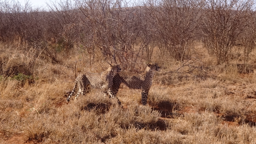 cheetah